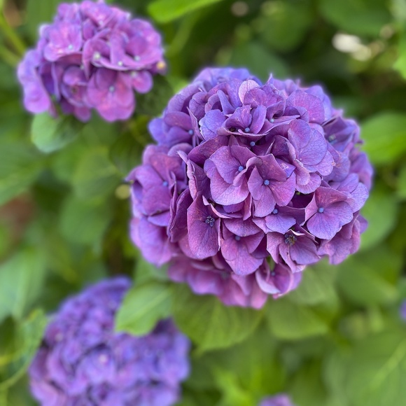 Meet your Posher, Allison - Picture 1 of 1